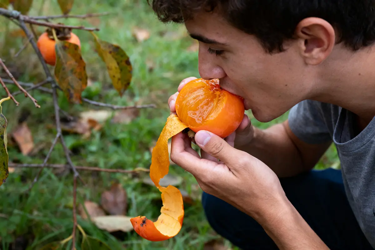 Comment bien manger le fruit kaki : Astuces et idées recettes ?