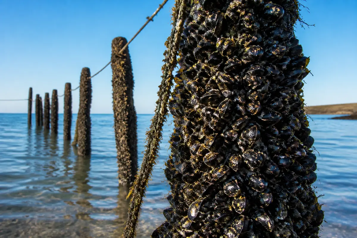 Poteaux marins recouverts de moules dans l'eau claire sous un ciel bleu.